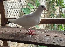 White Homer pigeon for sale - Photo 5