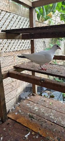 White Homer pigeon for sale - Photo 6