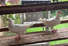 White Homer pigeon for sale - Photo 7