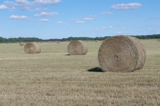 HAY For sale