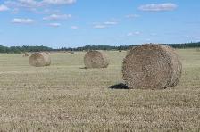 HAY For sale