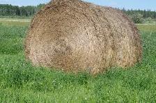 HAY For sale - Photo 2