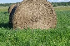 HAY For sale - Photo 3