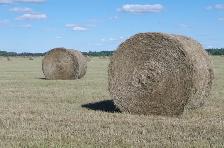 HAY For sale - Photo 4