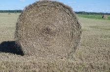 HAY For sale - Photo 5
