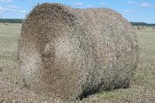 HAY For sale - Photo 6