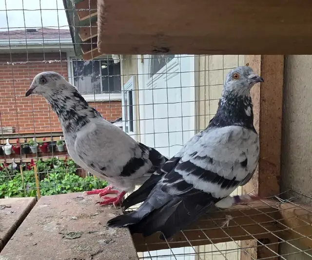 English tippler pigeon for sale