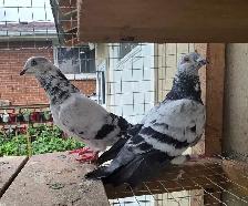 English tippler pigeon for sale