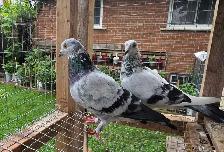 English tippler pigeon for sale - Photo 2