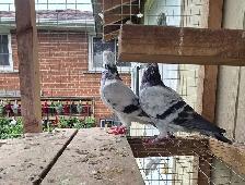 English tippler pigeon for sale - Photo 3