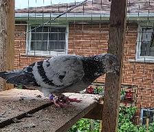 English tippler pigeon for sale - Photo 4
