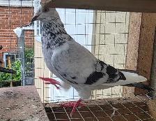 English tippler pigeon for sale - Photo 5