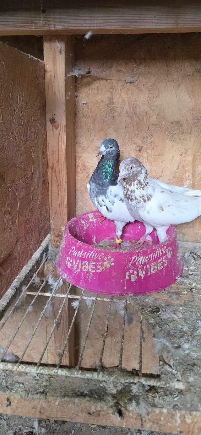 Pakistani pigeon for sale