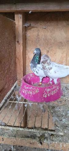 Pakistani pigeon for sale