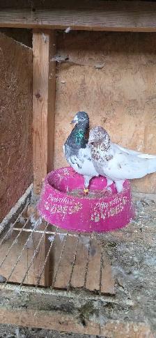 Pakistani pigeon for sale - Photo 2