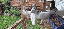 Pakistani pigeon for sale - Photo 3