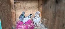 Pakistani pigeon for sale - Photo 4