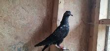 Pakistani pigeon for sale - Photo 5