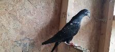 Pakistani pigeon for sale - Photo 6