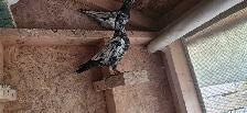 Pakistani pigeon for sale - Photo 7