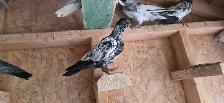 Pakistani pigeon for sale - Photo 8