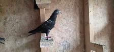 Pakistani pigeon for sale - Photo 9