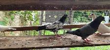 Pakistani pigeon for sale - Photo 10