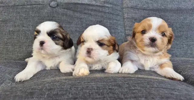 Shih Tzu puppy's