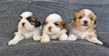 Shih Tzu puppy's