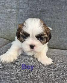 Shih Tzu puppy's - Photo 2