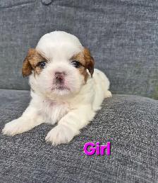 Shih Tzu puppy's - Photo 3