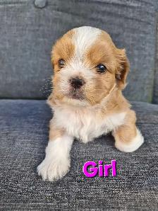 Shih Tzu puppy's - Photo 4