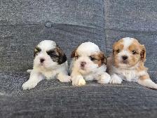 Shih Tzu puppy's - Photo 5