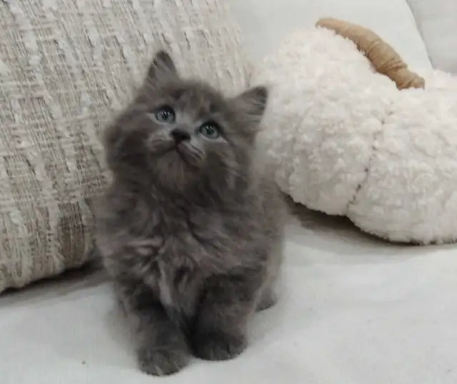 Chaton sibérien hypoallergénique