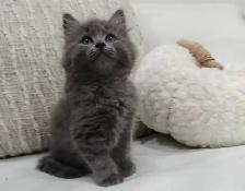 Chaton sibérien hypoallergénique - Photo 4