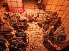 Jumbo Coturnix Quail