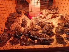 Jumbo Coturnix Quail - Photo 2