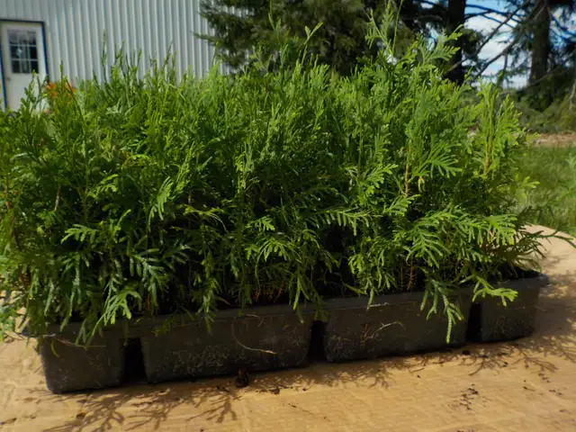 CEDAR SEEDLINGS FOR SALE