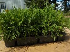 CEDAR SEEDLINGS FOR SALE