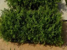 CEDAR SEEDLINGS FOR SALE - Photo 2