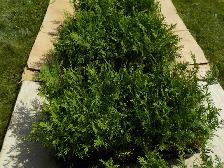 CEDAR SEEDLINGS FOR SALE - Photo 3