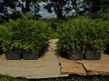 CEDAR SEEDLINGS FOR SALE - Photo 4