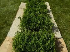 CEDAR SEEDLINGS FOR SALE - Photo 5
