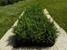 CEDAR SEEDLINGS FOR SALE - Photo 6
