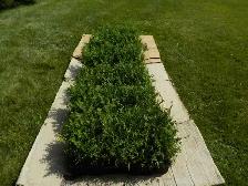 CEDAR SEEDLINGS FOR SALE - Photo 7