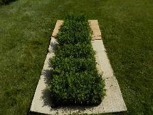 CEDAR SEEDLINGS FOR SALE - Photo 8