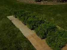 CEDAR SEEDLINGS FOR SALE - Photo 9