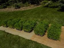 CEDAR SEEDLINGS FOR SALE - Photo 10