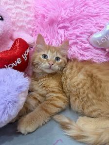⭐️Maine Coon Kittens⭐️ - Health Card & Samples - - Photo 4