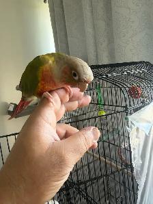 pineapple conure for sale